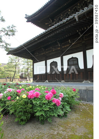 建仁寺の牡丹 建仁寺の牡丹 39987450
