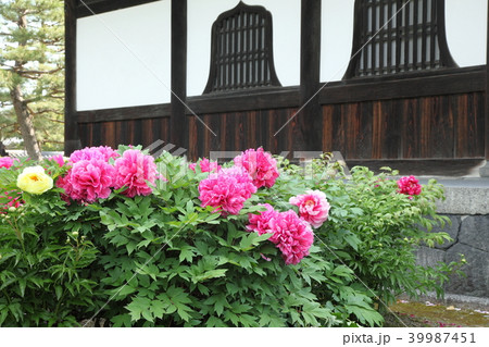 建仁寺の牡丹 建仁寺の牡丹 39987451
