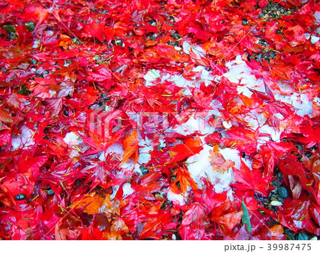 紅葉 39987475