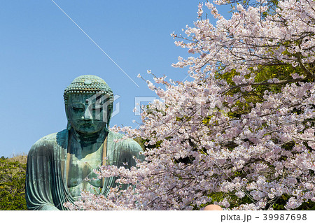 鎌倉大仏　前景は桜 39987698