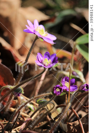 春の訪れ（オオミスミソウ） 39988141