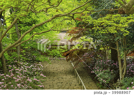 新緑と石楠花咲く室生寺 39988907