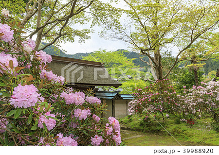 新緑と石楠花咲く室生寺 新緑と石楠花咲く室生寺 39988920