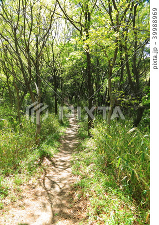 新緑 新緑 39988969