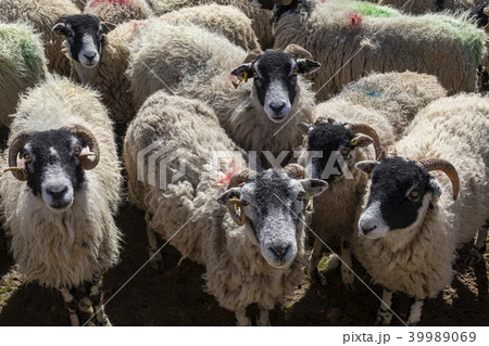 Swaledale sheep - Yorkshire Dales - England 39989069