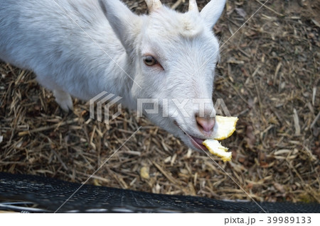 ヤギ 39989133