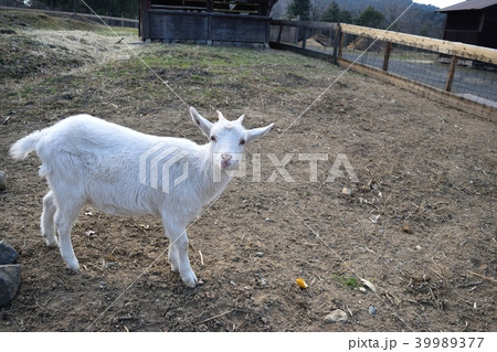 ヤギ 39989377