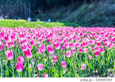 チューリップ畑 39989764