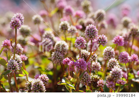 ヒメツルソバ（姫蔓蕎麦） 39990184