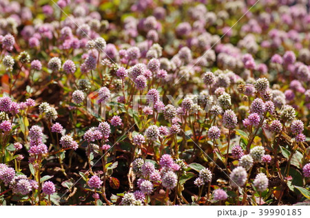 ヒメツルソバ（姫蔓蕎麦） 39990185