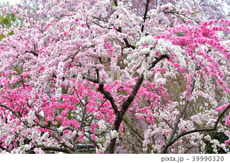 ハナモモの花 39990320