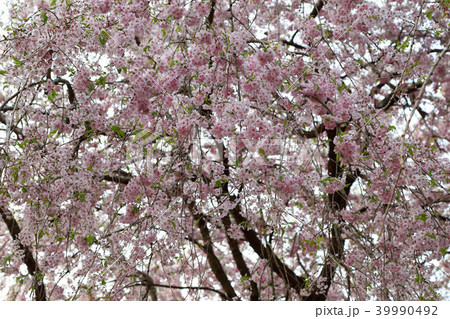 頓定のしだれ桜 頓定のしだれ桜 39990492