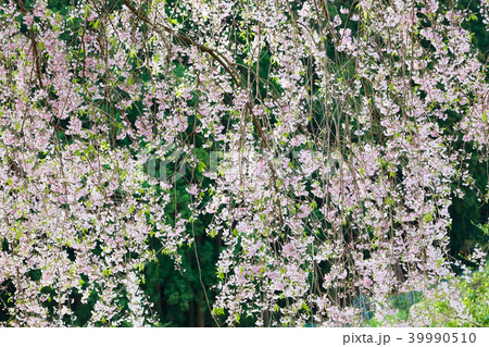 頓定のしだれ桜 頓定のしだれ桜 39990510