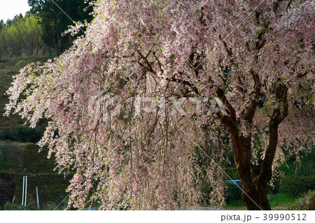頓定のしだれ桜 39990512