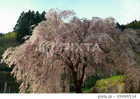 頓定のしだれ桜 頓定のしだれ桜 39990514