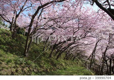 八百萬神之御殿の桜 39990704