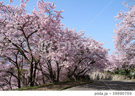 八百萬神之御殿の桜 八百萬神之御殿の桜 39990709