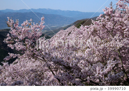 八百萬神之御殿の桜 八百萬神之御殿の桜 39990710