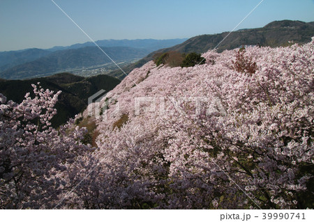 八百萬神之御殿の桜 八百萬神之御殿の桜 39990741