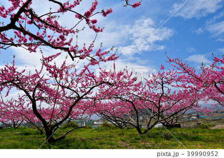 桃畑 39990952