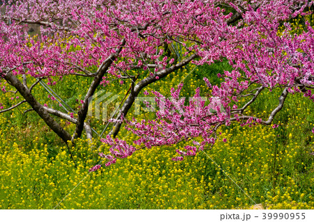 菜の花と桃の花 39990955
