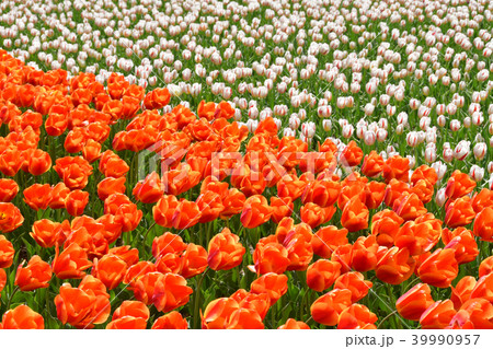 チュウリップの花畑 39990957