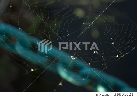 Spider network - a blue chain in the background 39991021