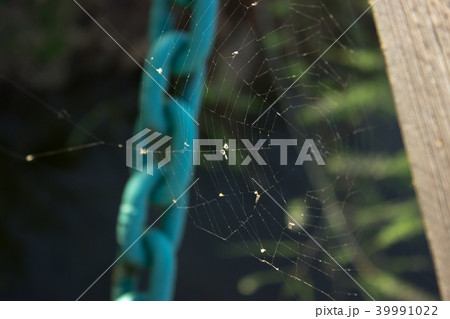 Spider network - a blue chain in the background 39991022