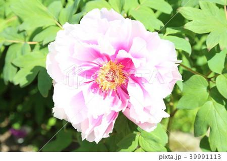 ボタンの花 39991113