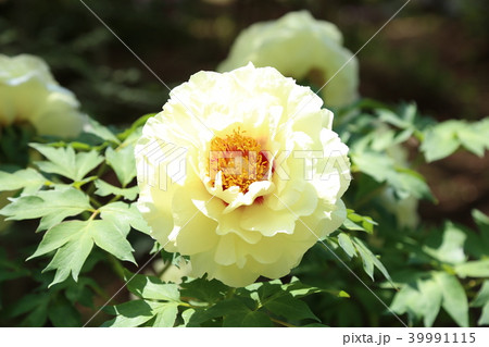 ボタンの花 39991115