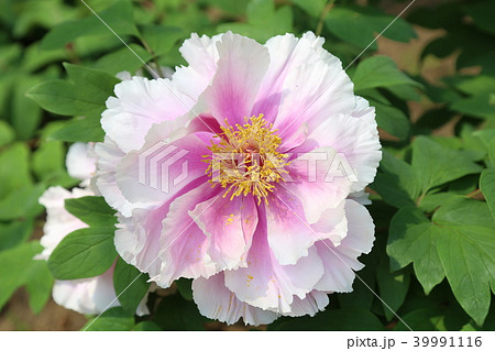 ボタンの花 39991116