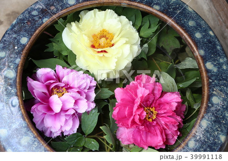 ボタンの花 ボタンの花 39991118
