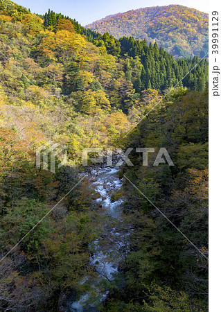 紅葉の峡谷 神通峡 紅葉の峡谷 神通峡 39991129