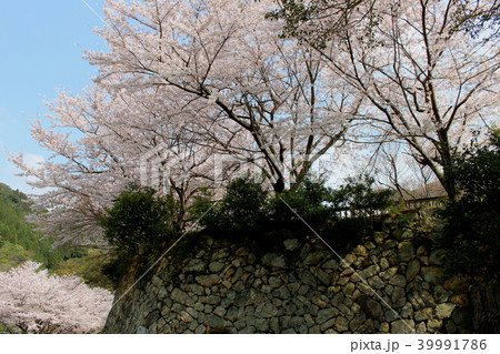 下関市田倉，勝山御殿跡に咲く桜（勝山の方を望む） 39991786