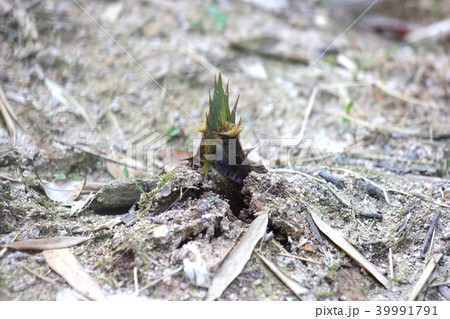 地面を割って出る春の竹の子(孟宗竹) 地面を割って出る春の竹の子(孟宗竹) 39991791