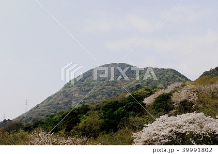 下関市田倉,青山に咲く桜(勝山御殿跡より望む) 下関市田倉,青山に咲く桜(勝山御殿跡より望む) 39991802