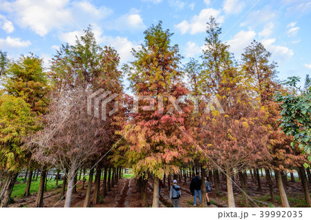 松前町 松前 マツマエ 39992035