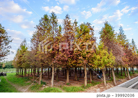 松前町 松前 マツマエ 39992036