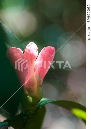 ツバキ・宵おけさ 39992069