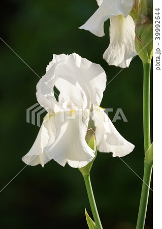 白花のジャーマンアイリス 39992644
