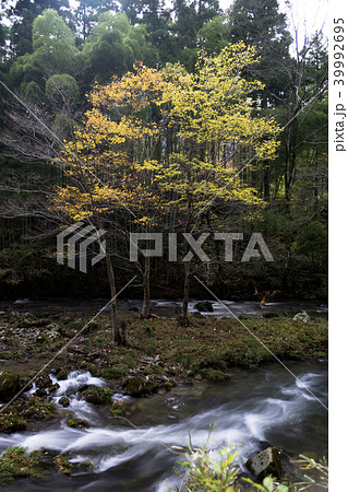荒俣峡の紅葉 石川県小松市 荒俣峡の紅葉 石川県小松市 39992695