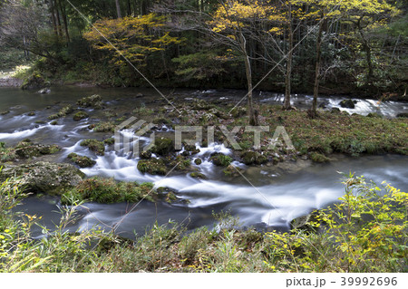 荒俣峡の紅葉　石川県小松市 39992696
