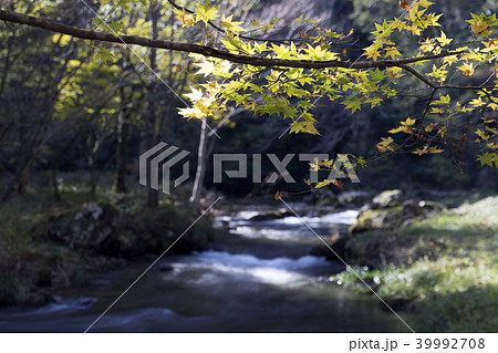 荒俣峡の紅葉 石川県小松市 荒俣峡の紅葉 石川県小松市 39992708