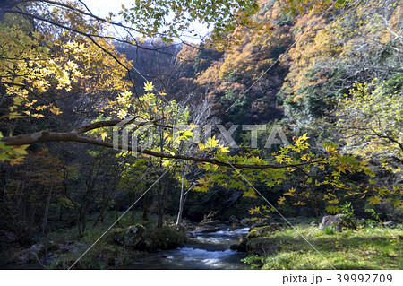 荒俣峡の紅葉 石川県小松市 荒俣峡の紅葉 石川県小松市 39992709