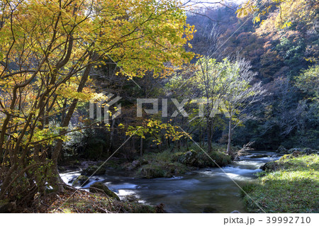 荒俣峡の紅葉　石川県小松市 39992710