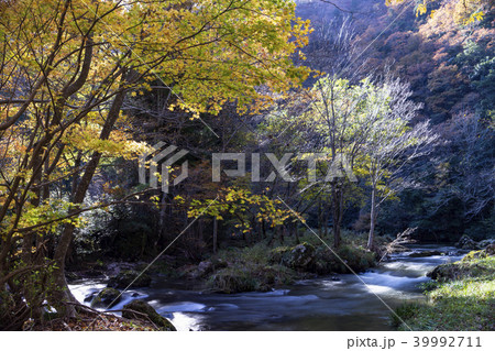 荒俣峡の紅葉 石川県小松市 荒俣峡の紅葉 石川県小松市 39992711
