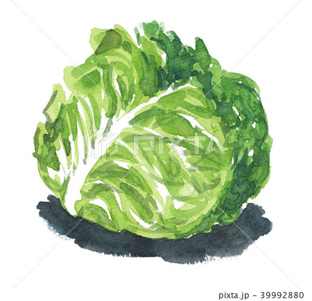 cabbage18424pix7 cabbage18424pix7 39992880