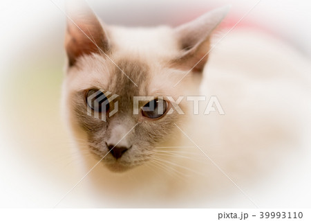 猫物語 39993110