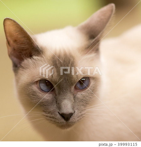 猫物語 猫物語 39993115