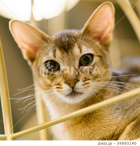 猫物語 39993140